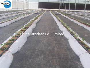 China PP Ground Cover Agricultural Plastic Anti Grass Mat Ground Cover Fabric supplier