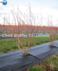 China PP Woven Weed Barrier Control Sulzer Weed Mat Ground Black Cover Fabric in Garden / Greenhouse supplier