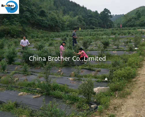 China 5 Ounce Weed Barrier Control Fabric Ground Cover Membrane Professional Woven and Non-Woven Landscape supplier