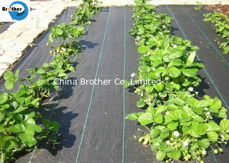 China Wholesale OEM Black PP Woven Weed Barrier Ground Cover Fabric for Blueberry supplier