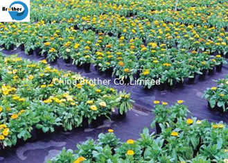 China Farming Plastic Ground Cover Weed Control Mat Ground Cover Fabric supplier