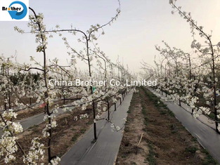 China PP/PE/Plastic Woven Agricultural Garden Ground Cover/Geotextile/Anti Weed Control/Barrier Fabric supplier