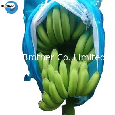 Perforated Polyethylene Banana Bunch Protection Bag