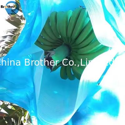 Perforated Polyethylene Banana Bunch Protection Bag