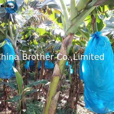 Hot Sale Agricultural Biodegradable HDPE Material Blue Perforated Polyethylene Banana Protection Bag