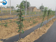 Farming Plastic PP Ground Cover Weed Control Mat Ground Cover Fabric supplier