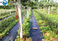 New PP Woven Weed Barrier Control Mat Ground Black Cover Fabric in Strawberry Garden supplier