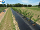 100GSM Geotextile Weed Control Ground Cover Fabric PP Woven Fabric supplier