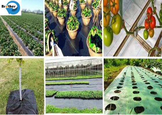 100% Anti Grass PP Woven Weed Control Cloth, Agro Plant Ground Cover Landscape Fabric supplier