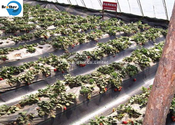 Wholesale OEM Black PP Woven Weed Barrier Ground Cover Fabric for Blueberry supplier