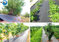 Hot Sale Weed Barrier Garden Ground Cover Anti-UV Weed Control Fabric supplier