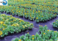 Farming Plastic Ground Cover Weed Control Mat Ground Cover Fabric supplier